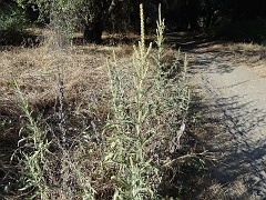 ambrosia psilostachya